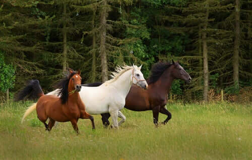 Three horses running in a field.