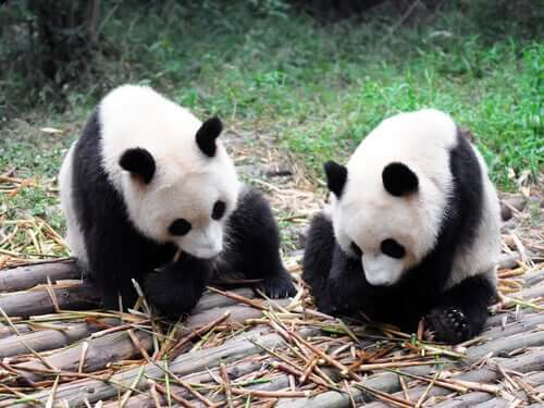 Two pandas sitting down eating bamboo.