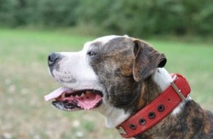 All About the American Bulldog