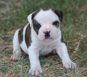 A bulldog puppy.