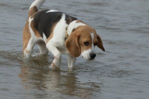 A beagle paddling in water.