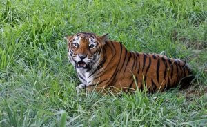 The Bengal Tiger: Characteristics, Behavior, and Habitat