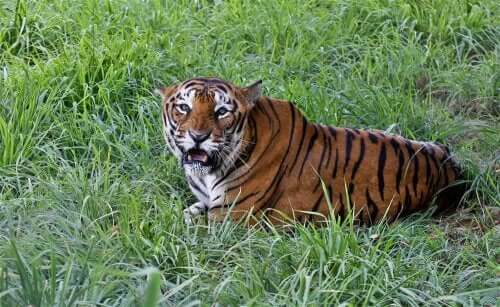 The Bengal Tiger: Characteristics, Behavior, and Habitat