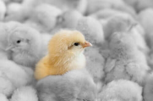 Bird Flu: The Impact on Poultry Farming