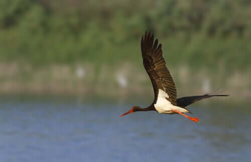 A black stork flying over a river.