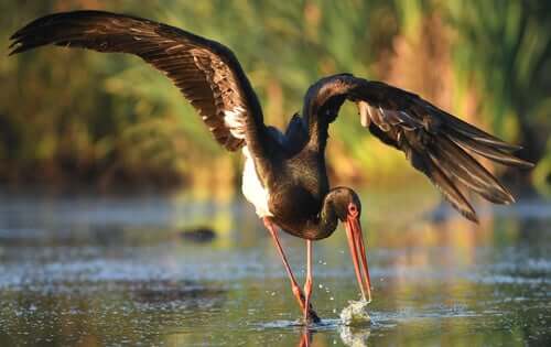 The habitat of the black stork.