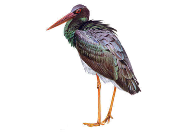 A black stork with a white belly.