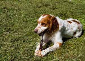 A dog chewing a stick.
