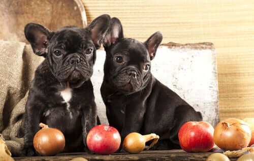 Bulldog puppies next to some apples.