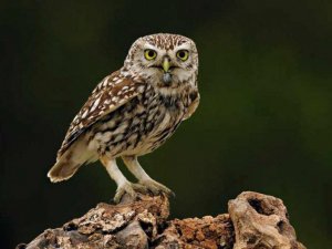 Europäische Eulen: Die nachtaktiven Raubvögel