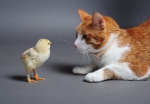 A cat and a chick.