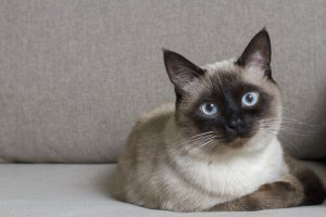 A Siamese cat.