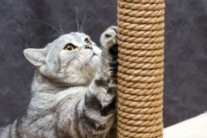 A cat scratching post.
