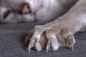 A cat's claws.
