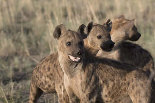 The Habitat, Behavior, and Characteristics of Hyenas