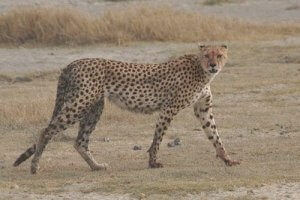  chodzący gepard.