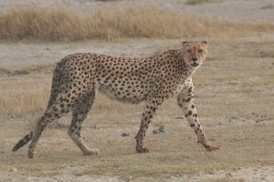 A cheetah walking.