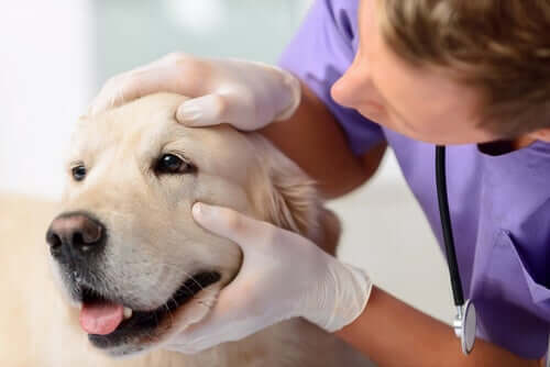 A dog having his eyes checked.
