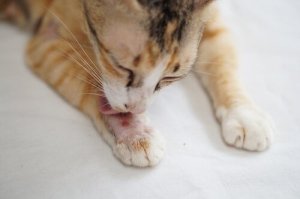 Scabs on Cats: Symptoms and Treatment