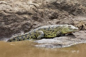 A crocodile in water.