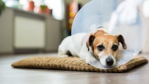 A sick dog wearing a cone.