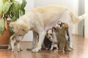 A dog with her puppies.