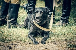 The History of Dogs in the Second World War