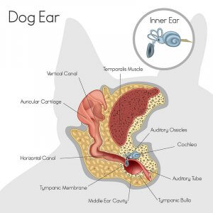 The anatomy of a dog's ear.