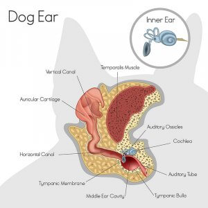 The anatomy of a dog's ear. 