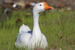 Keeping Ducks As Pets: Care and Housing