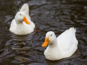 Two ducks swimming.
