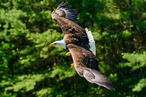 An eagle flying.