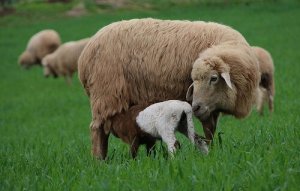 What Is Environmental Enrichment?