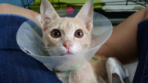 A cat using a recovery collar.