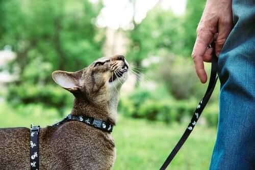 A kitten on a leash.