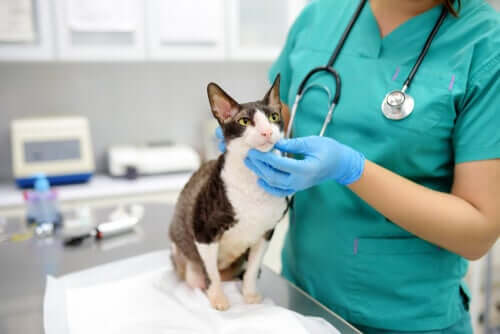 A cat in the vet treated for scabs.