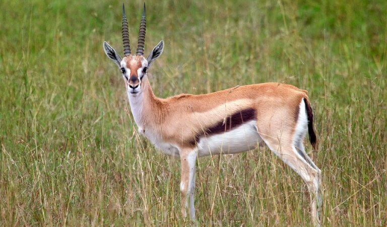 The Gazelle: Habitat, Characteristics and Behavior - My Animals