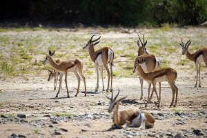 A herd of Thomson's gazelle.