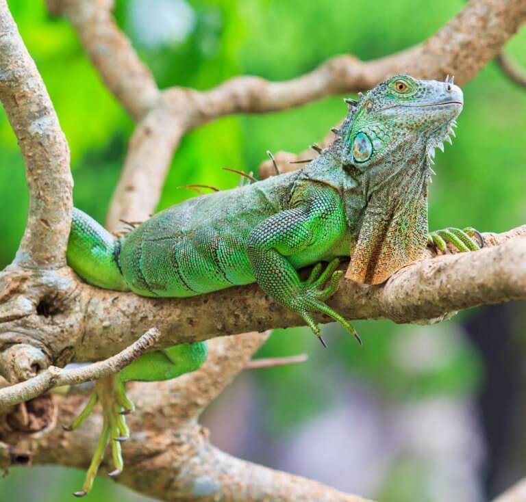 Everything You Need to Know About Basic Iguana Care
