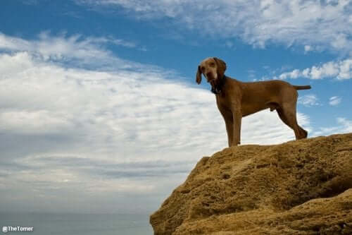 A Hungarian Vizsla standing on a rock.