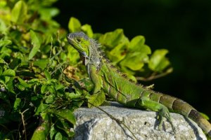 A green iguana.