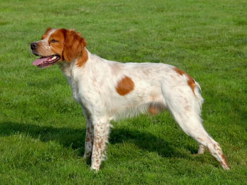 The Brittany A Friendly And Loyal Breed My Animals