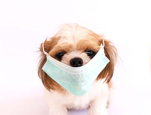 The 6 Most Contagious Canine Diseases