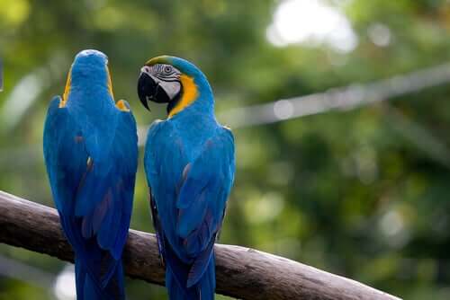 Parrots perched on a branch.