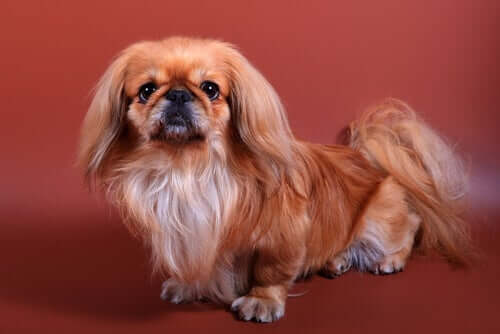 A small Pekinese.