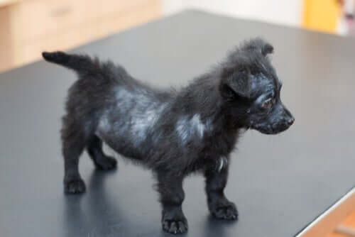 A small puppy with scabies.