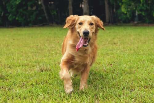 A dog running on the grass.