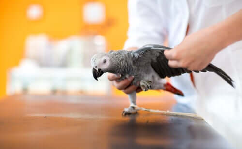 Learn all about Treating an Injured Bird