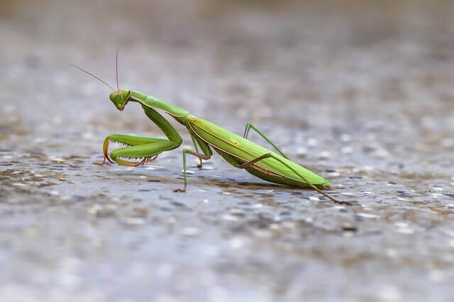 A praying mantis walking on the ground.