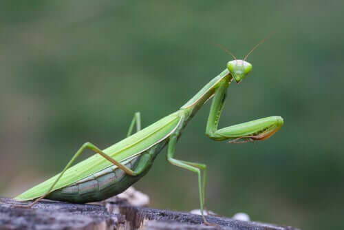 The Praying Mantis: Characteristics, Behavior, and Habitat - My Animals